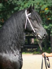 La caccia alla volpe del barone Gallelli e quindi Badolato pubblicati anche sul prestigioso Portale del Cavallo