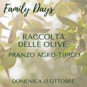 Raccolta olive a Badolato